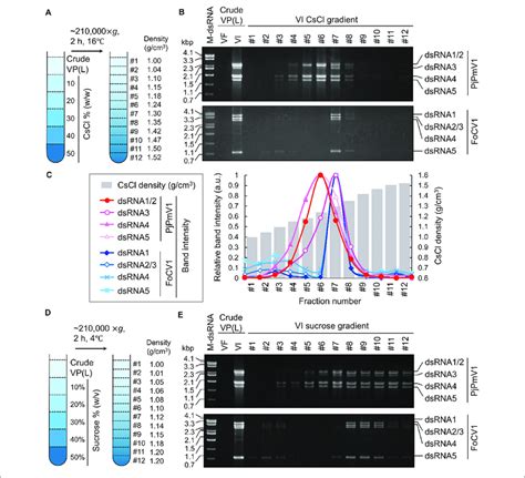 Cscl Or Sucrose Density Gradient Centrifugation Of Pjpmv1