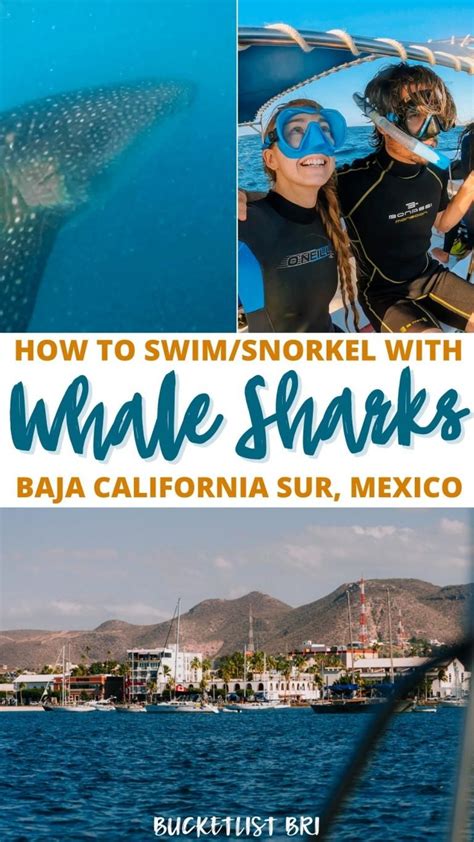 How to Swim with Whale Sharks in La Paz (Ethical Tours)