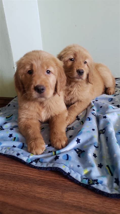 Golden Retriever Puppies Austin For Sale Golden Retriever Puppies For