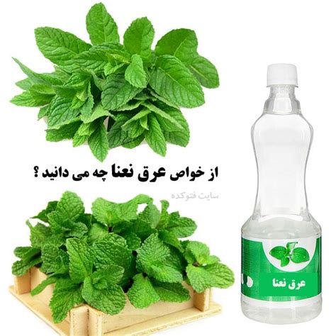 خواص عرق نعنا 16 خاصیت عرق نعنا برای پوست، لاغری