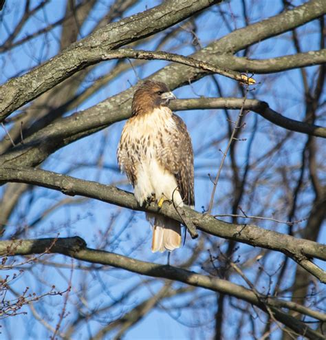 Hawk Bird Tree Free Photo On Pixabay Pixabay