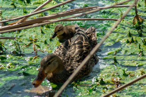 domestic mallard duck breeds