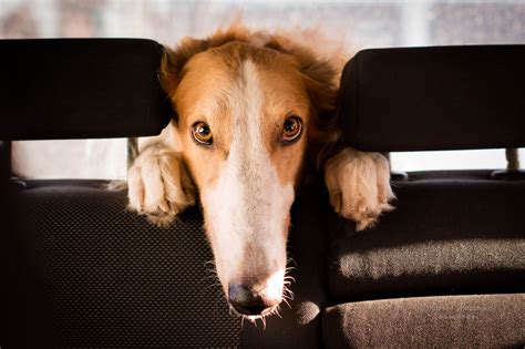 Creepy Borzoi Dog - National Borzoi Club