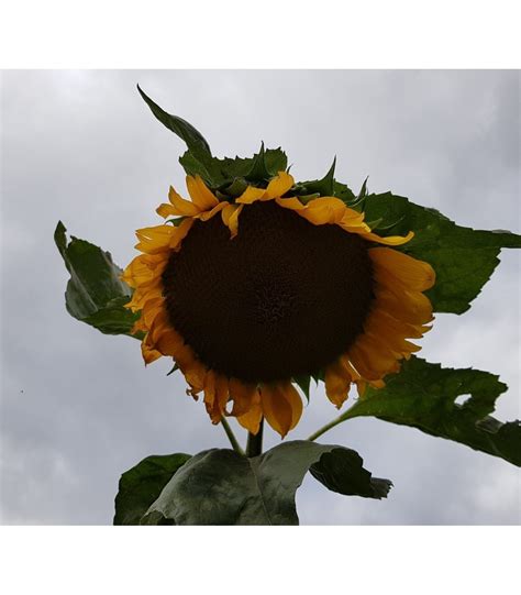 Girasol Gigante De Mongolia Semillas No Tratadas