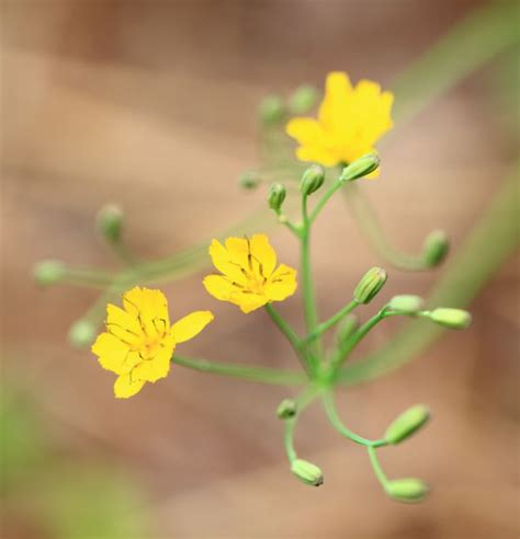 Free Images Nature Branch Blossom Leaf Flower Petal High