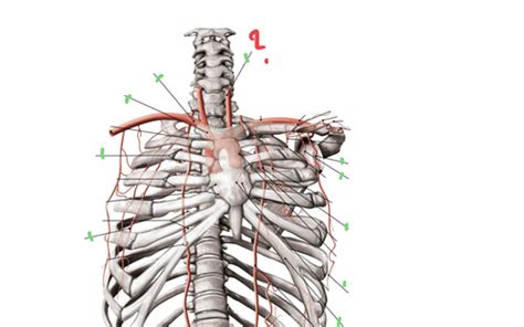 Arterien Thorax Flashcards Quizlet