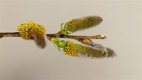 Willow Flower Catkin Pollen Free Photo On Pixabay Pixabay