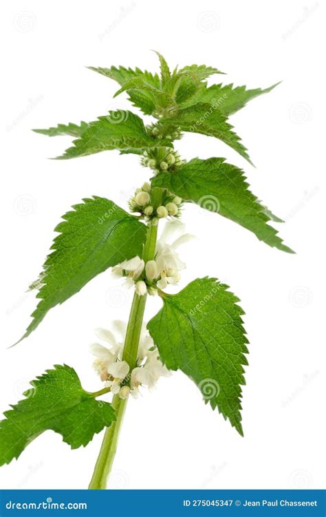 Spring Leaf Branch White Young Nettle Isolated On A White Background