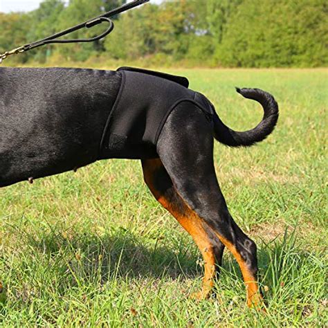 Inkontinenzhosen F R Hunde Test Und Erfahrungen