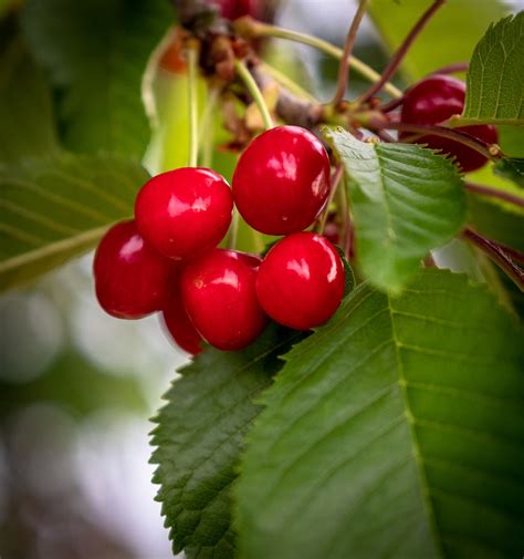 Download Free Photo Of Cherries Cherry Tree Red Green Früchtchen