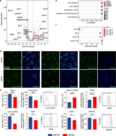 Irf8 Deficiency Leads To Expression Loss Of Homeostatic Signature