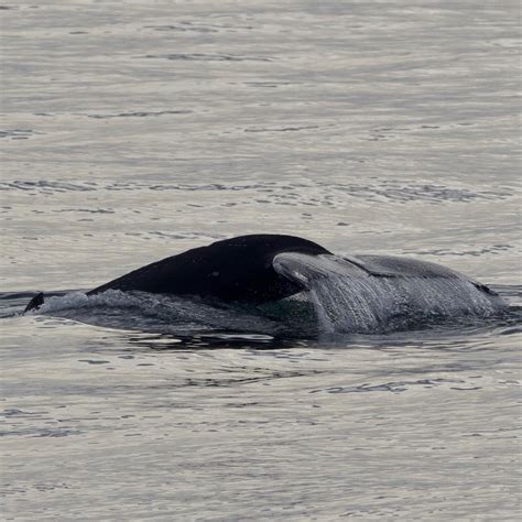 Humpback Whale Belly And Sleepy Sea Lions Santa Cruz Whale Watching