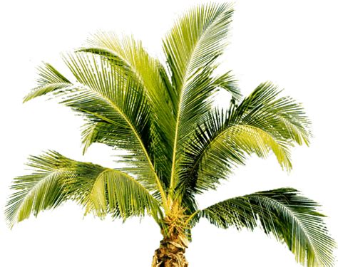 Palm tree PNG