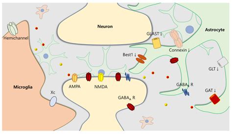 Cells Free Full Text Neuron Glia Interactions In Neurodevelopmental Disorders