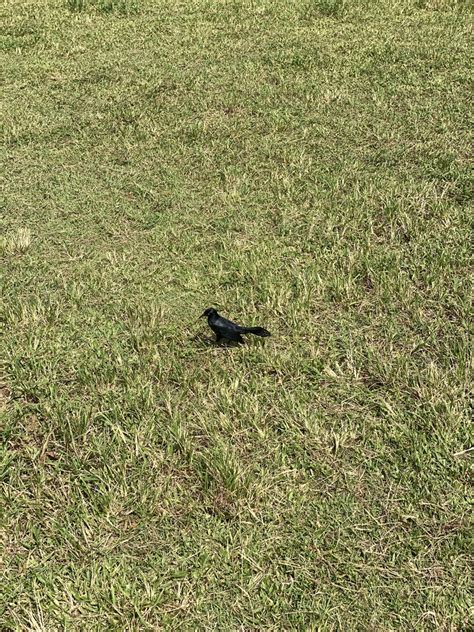 Greater Antillean Grackle From San Juan National Historic Site San