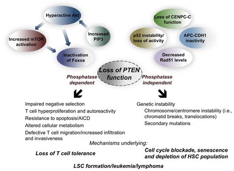 Frontiers Regulation Of T Cell Homeostasis And Responses By Pten Immunology