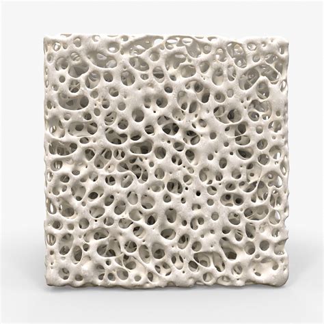 3d Model Bone Sponge Structure Vr Ar Low Poly Cgtrader