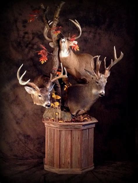 Best Images About Whitetail Mounts On Pinterest Horns Deer