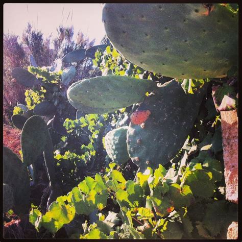 Prickly Pear Invasion