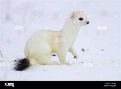 Ermine, Stoat, Short-tailed weasel (Mustela erminea), in winter coat in ...