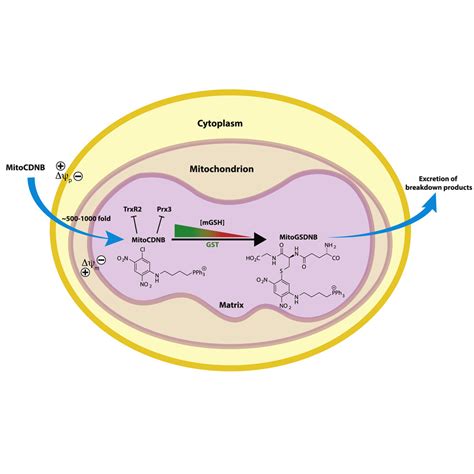 Selective Disruption Of Mitochondrial Thiol Redox State In Cells And In