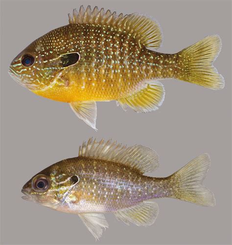 Central Florida Freshwater Fish at Miles Gomez blog