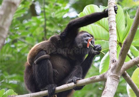 monkey   jungle  stock image image  costa wildlife
