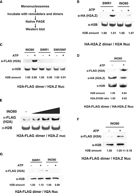 Global Regulation Of H2A Z Localization By The INO80 Chromatin