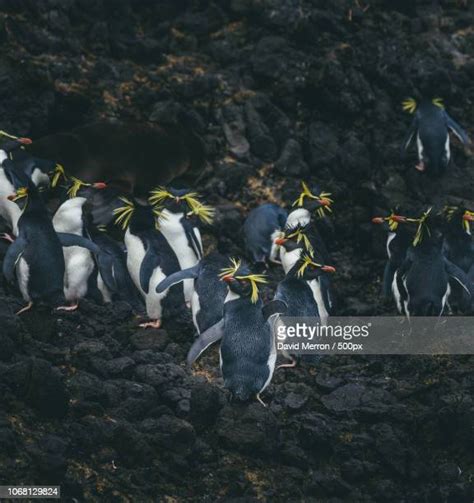 53 Tristan Da Cunha Wildlife Stock Photos, High-Res Pictures, and ...