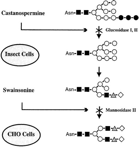 N Linked Oligosaccharide Processing Pathway In Eukaryotic Cells This Download Scientific