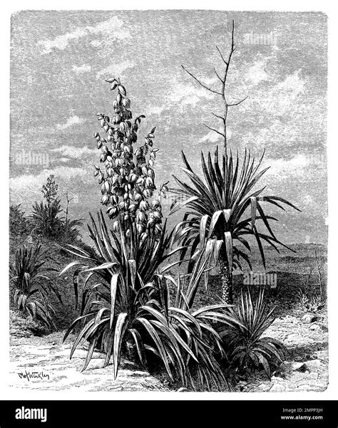 Moundlily Yucca Yucca Gloriosa Olof Winkler Botany Book 1888