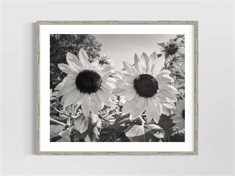 Black and White Sunflower Print, Botanical Art, Floral Wall Art, Nature ...