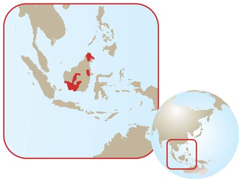 Bornean Orangutan Habitat