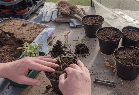 Descubre El Mejor Sustrato Para Plantas Y Potencia Su Crecimiento