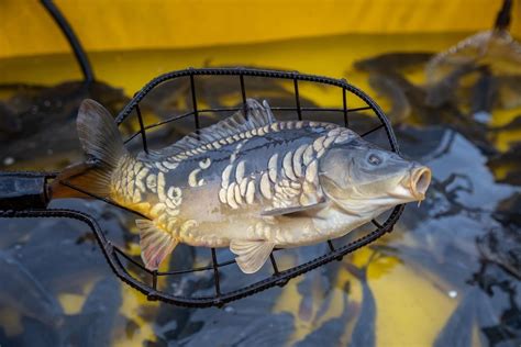 Tyle płacimy za karpia na Wigilię Cena karpia w gospodarstwie rybackim