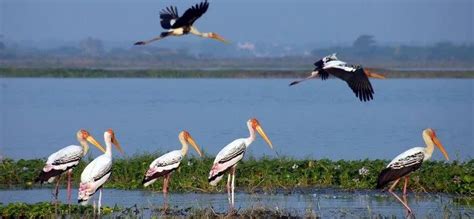 Kolleru Wildlife Sanctuary - Best Time to Visit | Location