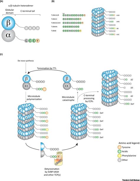 The Tubulin Detyrosination Cycle Function And Enzymes Trends In Cell