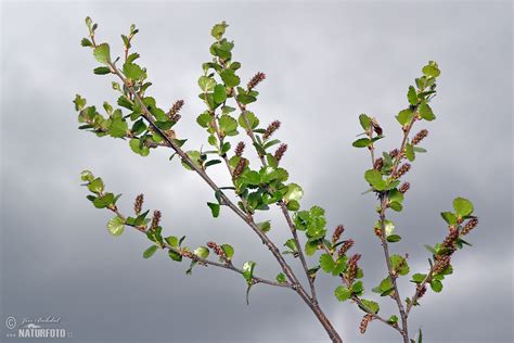 Dwarf Birch Photos Dwarf Birch Images Nature Wildlife Pictures