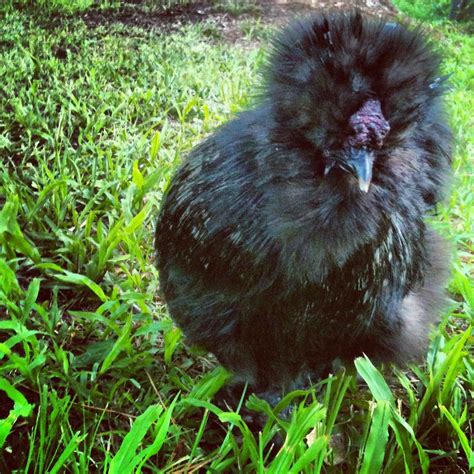 Collection 100 Pictures Pictures Of Male And Female Silkies Full Hd 2k 4k