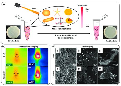 A Schematic Representation Of Photothermal Ablation Of Bacteria