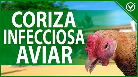 Moquillo o Coriza Infecciosa Aviar Causas Síntomas y Cómo Sanarlo