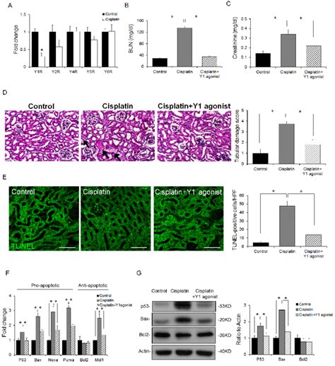 Npy Ameliorates Cisplatin Induced Renal Injury Through Y1 Receptor