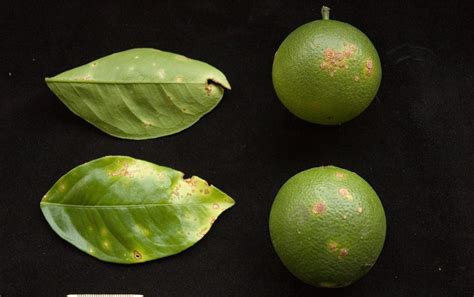 Orange Diseases And Pests Description Uses Propagation