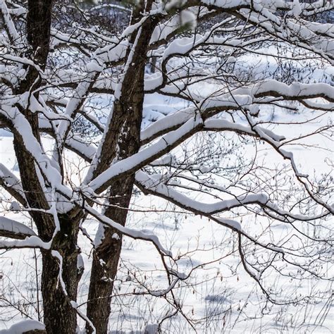 Árvores cobertas de neve ramificam cenário natural neve branca e