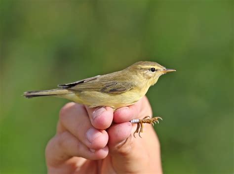 Ploddingbirder Willow Warblers Saturday 3rd August