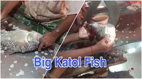 Big Katol Katla Fish Cutting By Expert Fish Cutter 2023 Big Fish