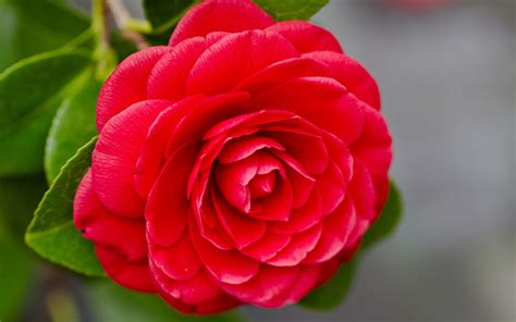 Imagenes De Flores Rojas Hermosas