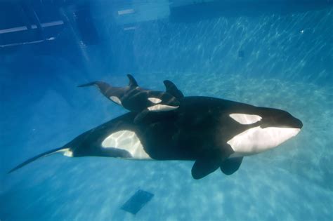 SeaWorld Agrees To End Captive Breeding Of Killer Whales | WUSF News