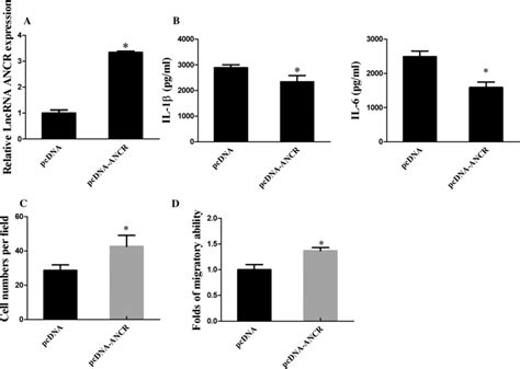 Overexpression Of Lncrna Ancr Inhibited Macrophage M Polarization And