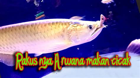 Rakus Nya Ikan Arwana Makan Cicak Langsung Telan Habis Youtube